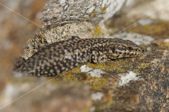 Muurhagedis (Podarcis muralis)