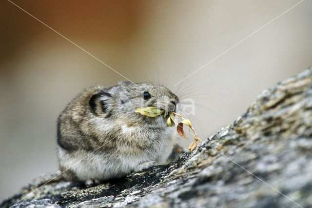 American pika (Ochotona princeps)