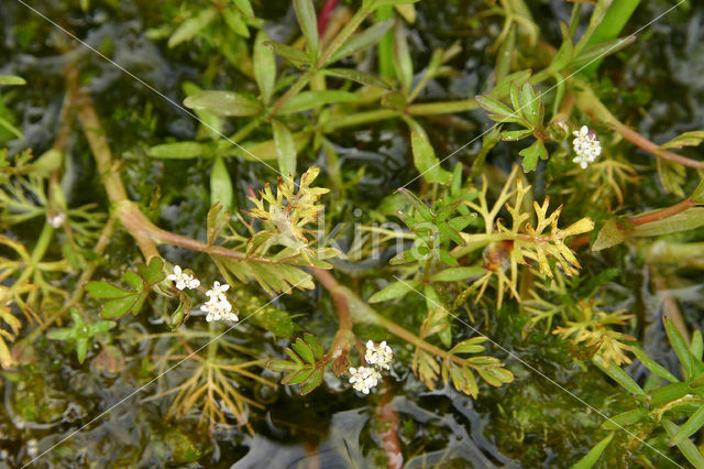 Ondergedoken moerasscherm (Apium inundatum)