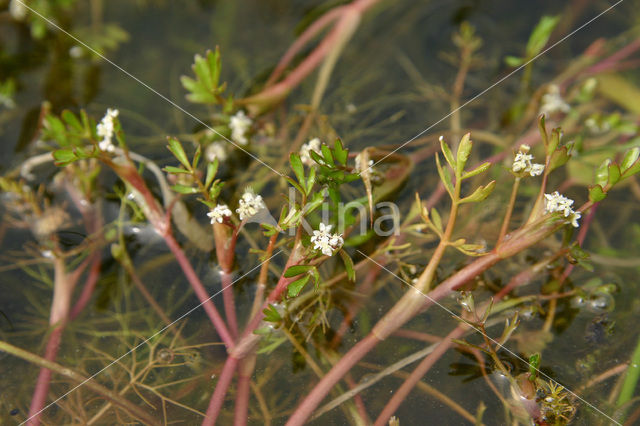 Ondergedoken moerasscherm (Apium inundatum)