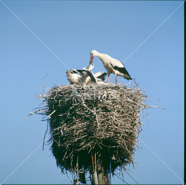 Ooievaar (Ciconia ciconia)