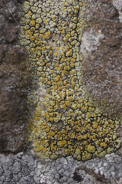 Oosterse schotelkorst (Lecanora pannonica)