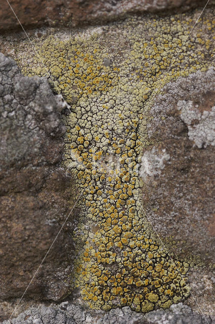 Oosterse schotelkorst (Lecanora pannonica)