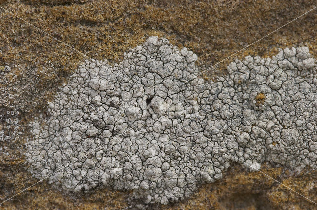 Oosterse schotelkorst (Lecanora pannonica)