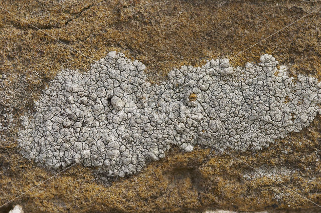 Oosterse schotelkorst (Lecanora pannonica)