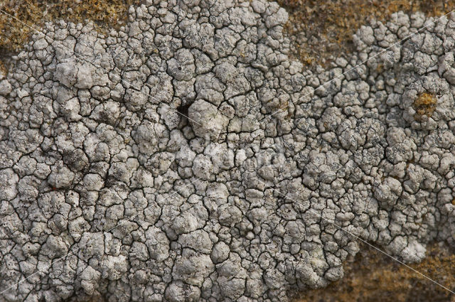 Oosterse schotelkorst (Lecanora pannonica)