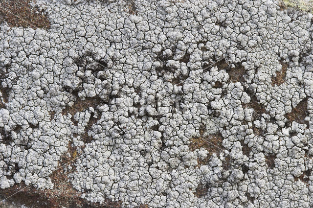 Oosterse schotelkorst (Lecanora pannonica)