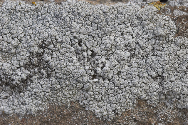 Oosterse schotelkorst (Lecanora pannonica)