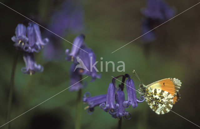 Oranjetipje (Anthocharis cardamines)