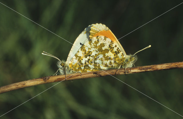 Oranjetipje (Anthocharis cardamines)