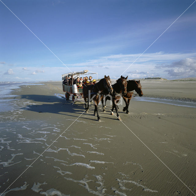 Paard (Equus spp)