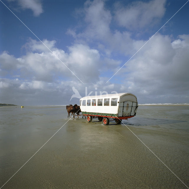 Horse (Equus spp)