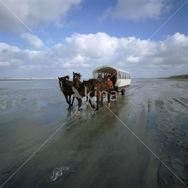 Paard (Equus spp)