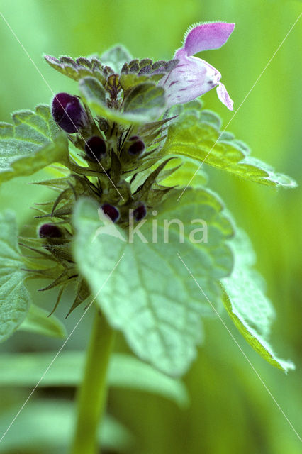 Paarse dovenetel s.s. (Lamium purpureum)