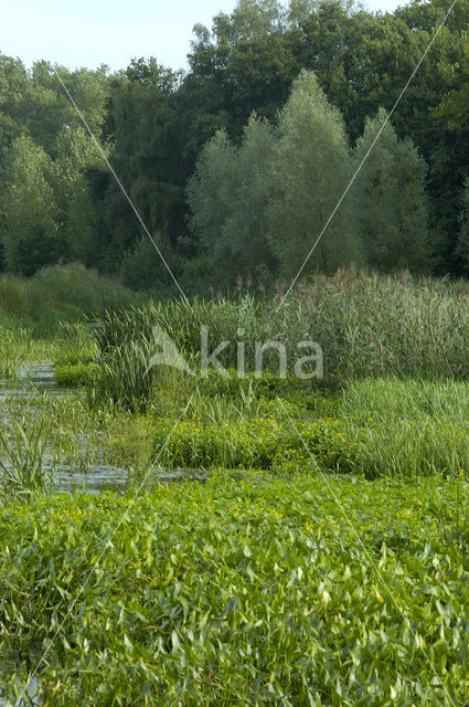 Pijlkruid (Sagittaria sagittifolia)