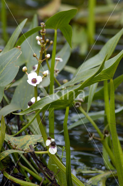 Pijlkruid (Sagittaria sagittifolia)