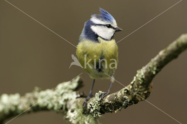 Pimpelmees (Parus caeruleus)