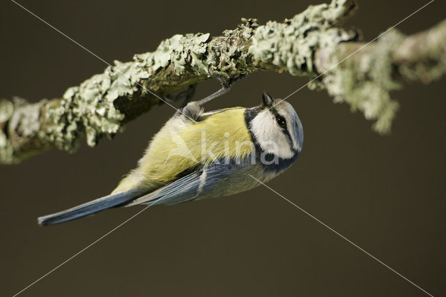 Pimpelmees (Parus caeruleus)