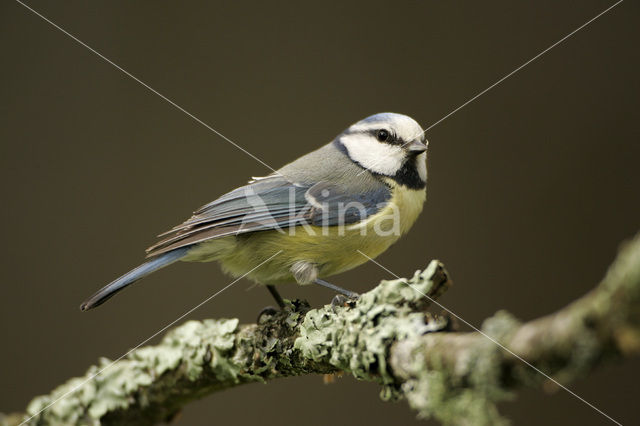 Pimpelmees (Parus caeruleus)