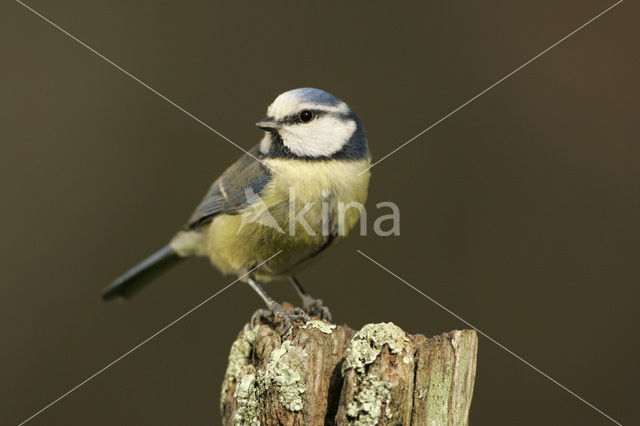 Pimpelmees (Parus caeruleus)