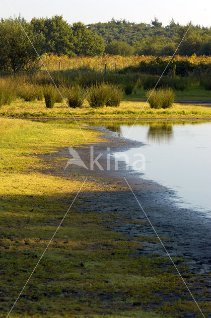 Pitrus (Juncus effusus)