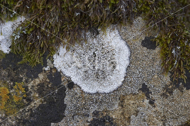 Plat dambordje (Aspicilia calcarea)