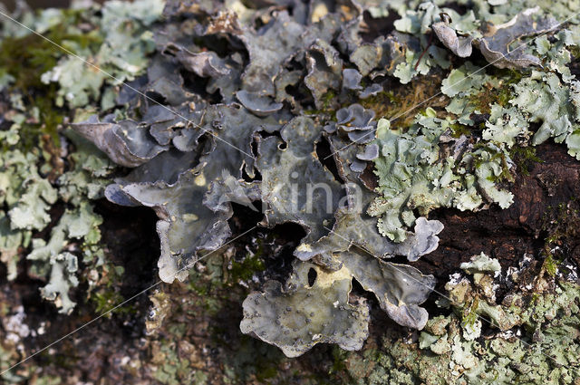 powdered moon lichen (Sticta limbata)