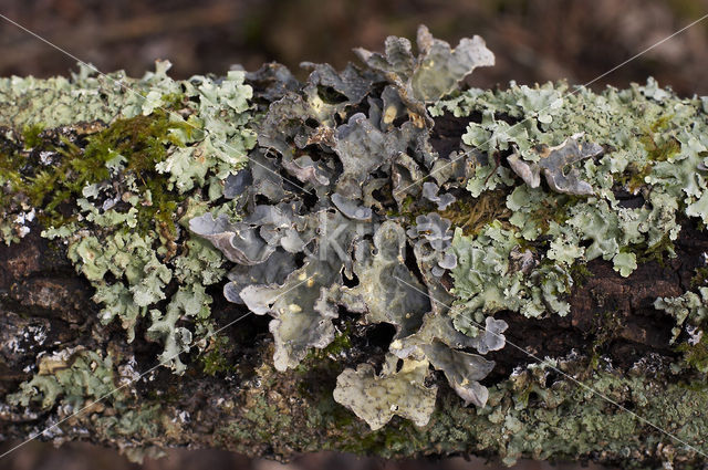 powdered moon lichen (Sticta limbata)