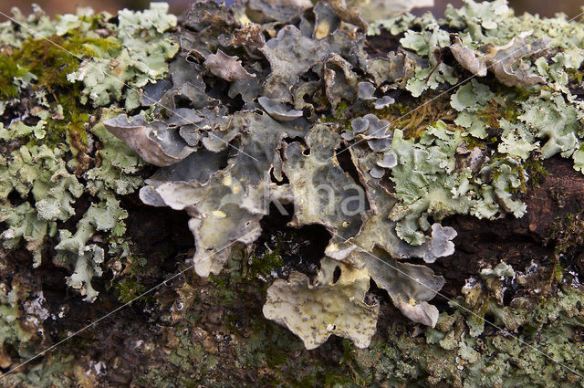 powdered moon lichen (Sticta limbata)