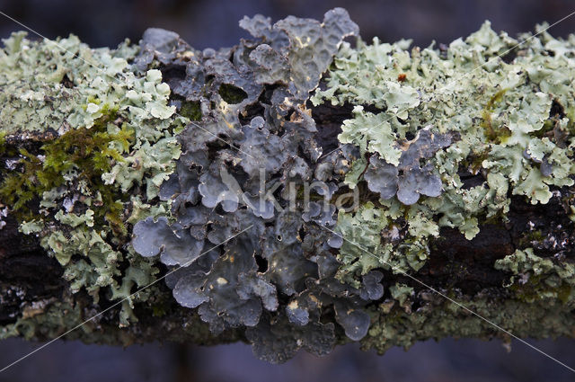 powdered moon lichen (Sticta limbata)