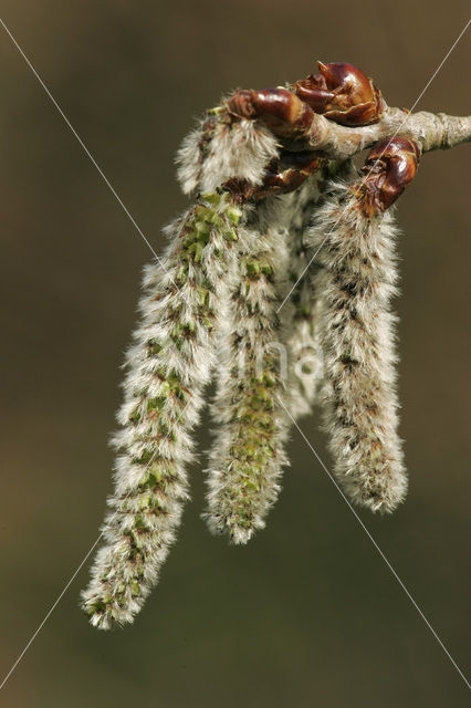 Ratelpopulier (Populus tremula)