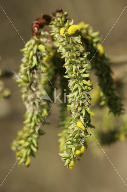 Ratelpopulier (Populus tremula)