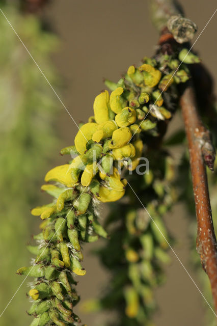 Ratelpopulier (Populus tremula)