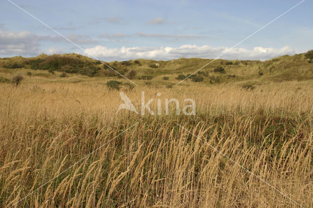 Riet (Phragmites australis)