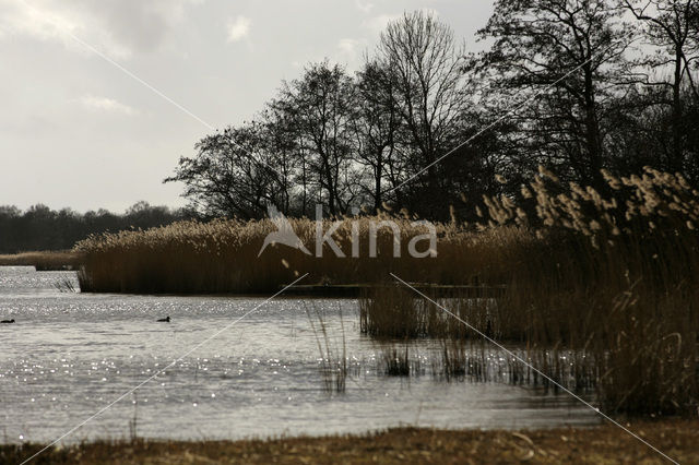 Riet (Phragmites australis)