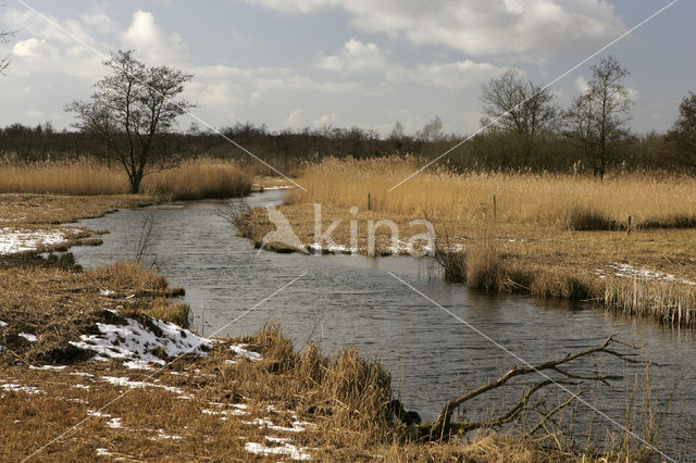 Riet (Phragmites australis)