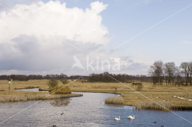 Riet (Phragmites australis)