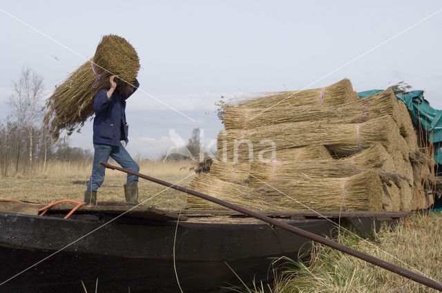 Riet (Phragmites australis)