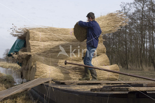 Riet (Phragmites australis)