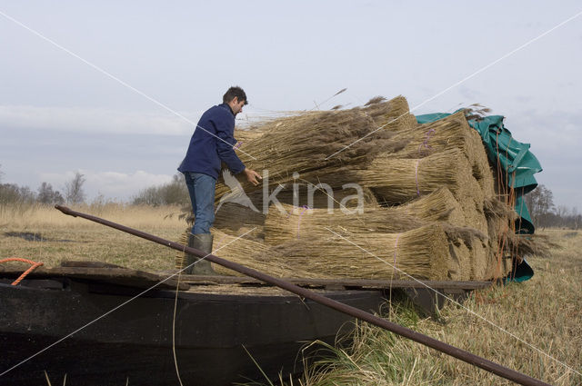 Riet (Phragmites australis)