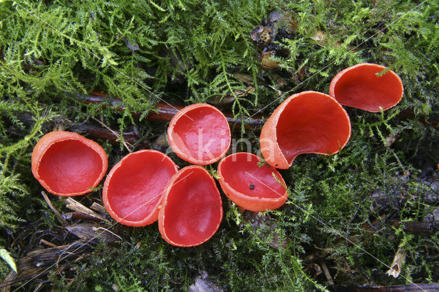 Rode kelkzwam (Sarcoscypha coccinea)