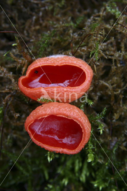 Rode kelkzwam (Sarcoscypha coccinea)