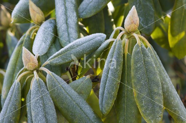 Rododendron (Rhododendron)