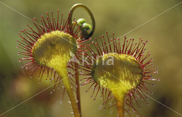 Ronde zonnedauw (Drosera rotundifolia)