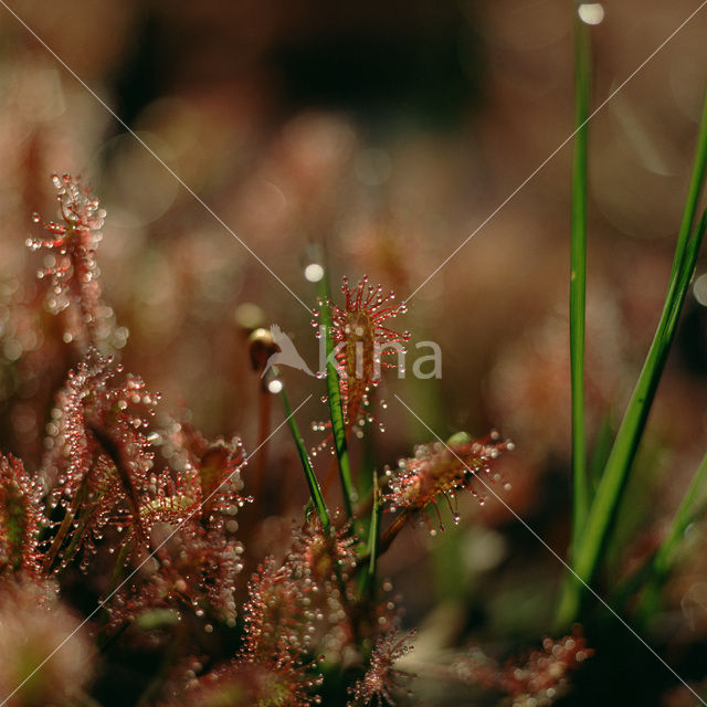 Ronde zonnedauw (Drosera rotundifolia)