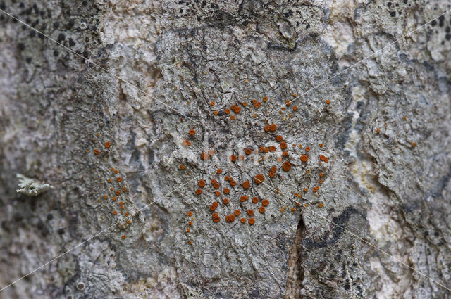 Rood boomzonnetje (Caloplaca ferruginea)