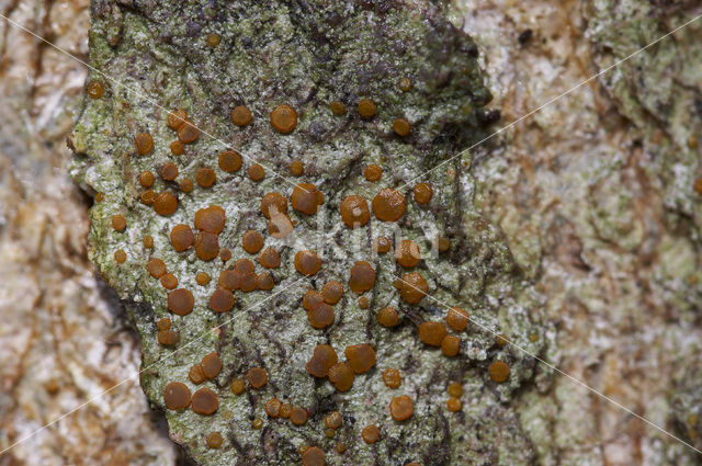 Rood boomzonnetje (Caloplaca ferruginea)