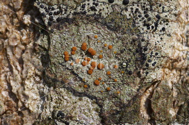 Rood boomzonnetje (Caloplaca ferruginea)