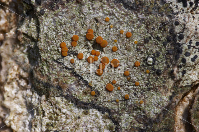 Rood boomzonnetje (Caloplaca ferruginea)