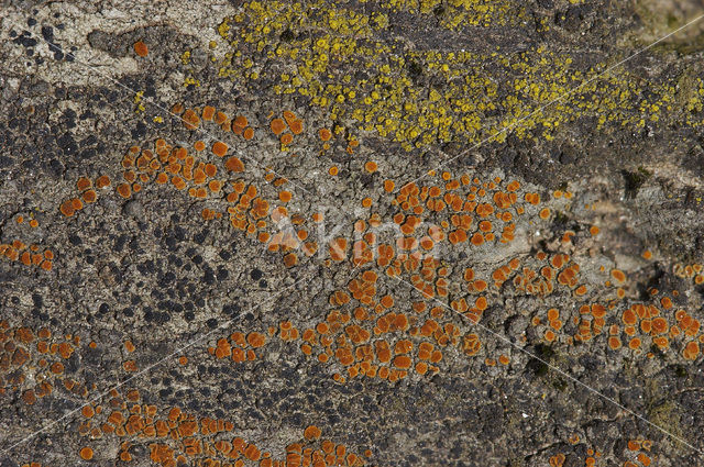 Rood dijkzonnetje (Caloplaca crenularia)